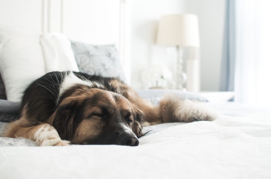 Dog-bedroom-sleep
